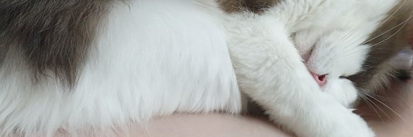 Doodle_Daeng Profile Banner