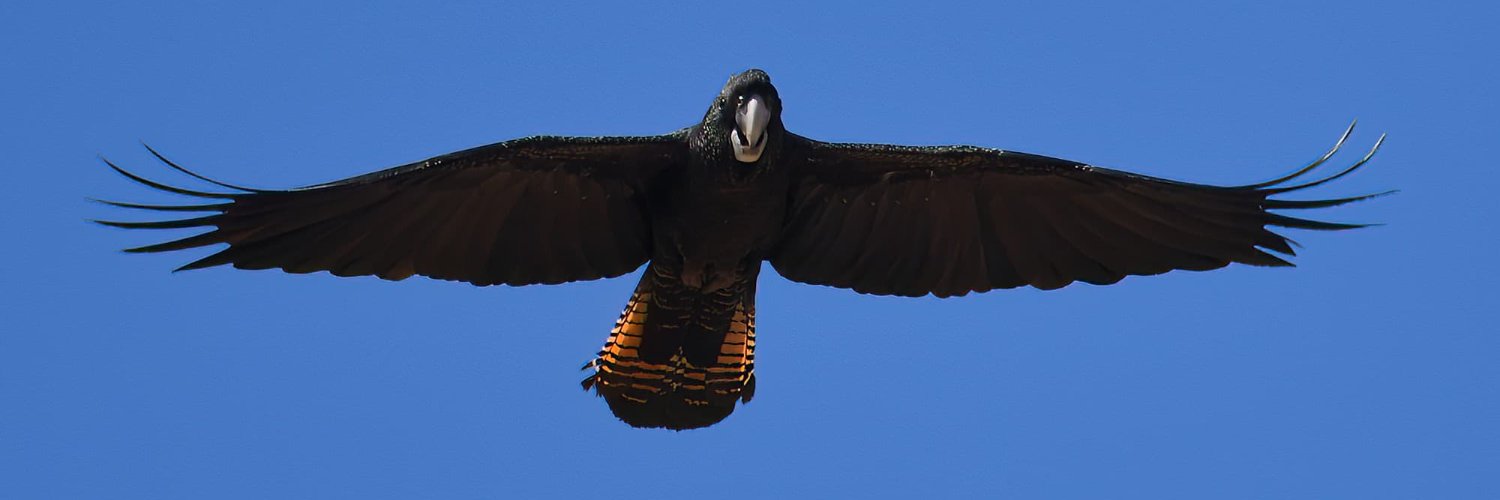 🦜 Johnathan Batson🦜 banner