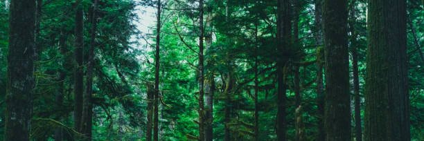 The Daughters of Agyn banner