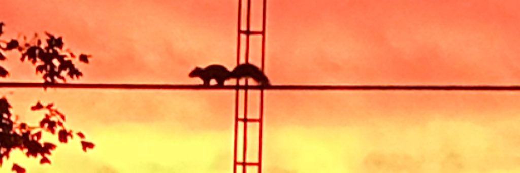 CourtneyWanda's profile banner image