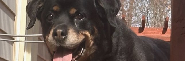 luvnoellll's profile banner image