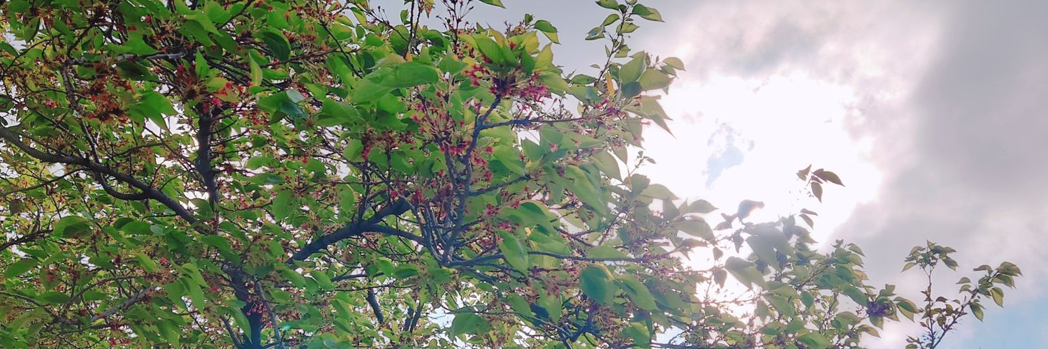 haduka0030's profile banner image