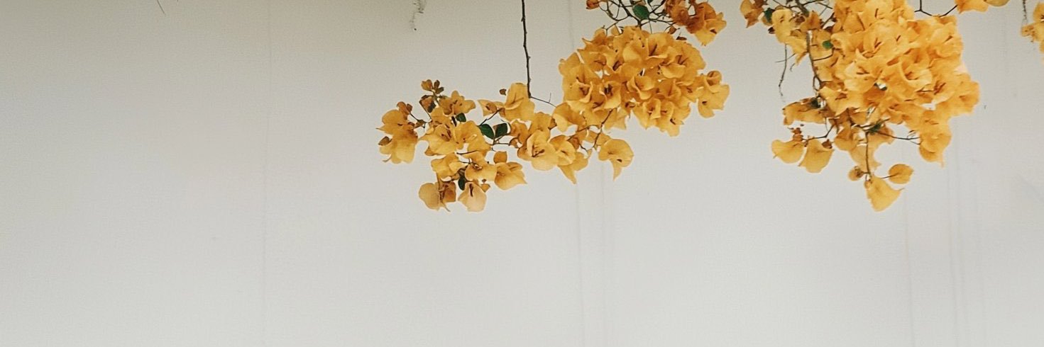 pawsorianox's profile banner image