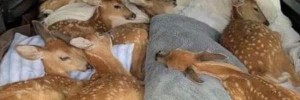 0oOpPDb Profile Banner