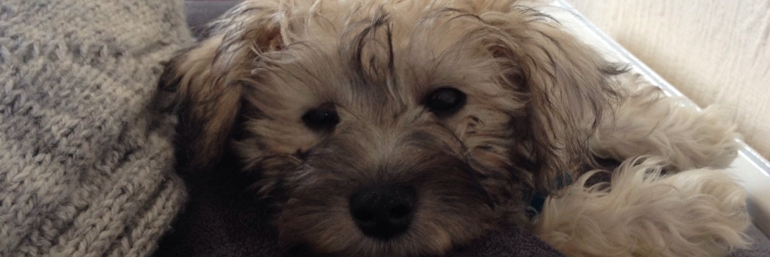 zoethomas_92's profile banner image