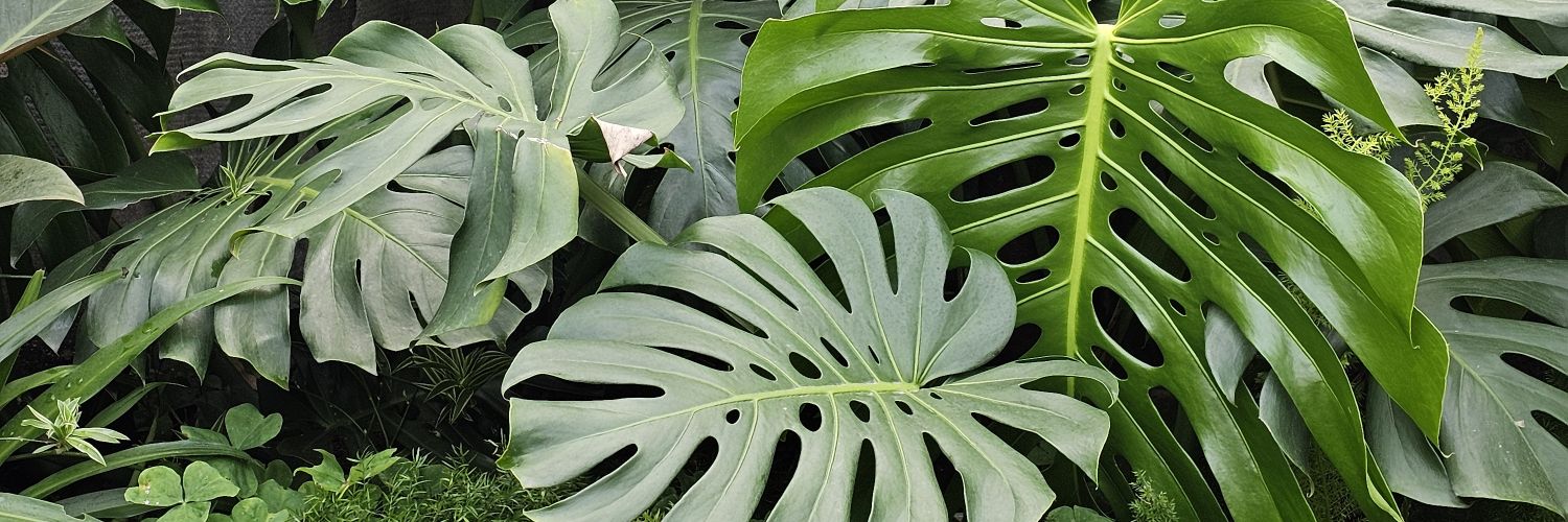 ♚THẮNG🐍🐍🐍²⁰⁰¹ banner