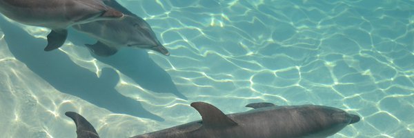ShrimpyNook Profile Banner