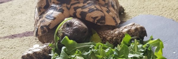 DialEyfs Profile Banner
