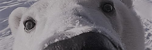RedZenin's profile banner image