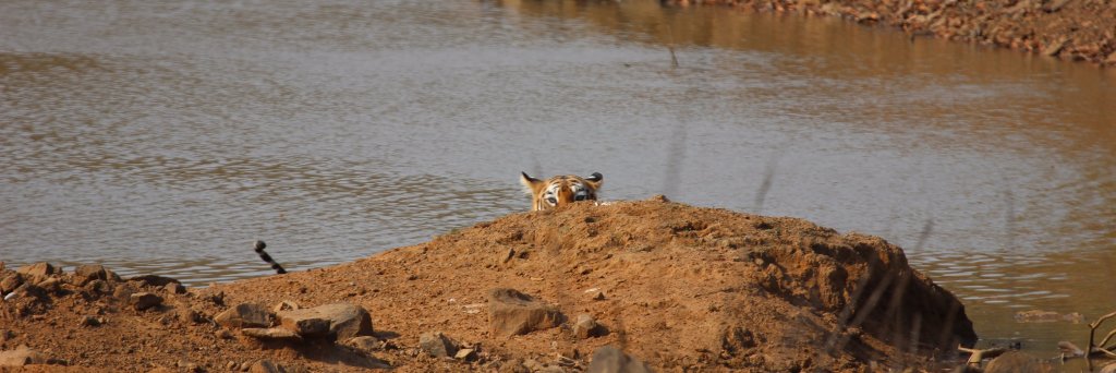 Anish 🇮🇳 banner