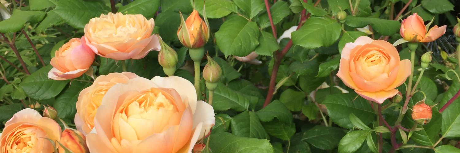noellealoud's profile banner image