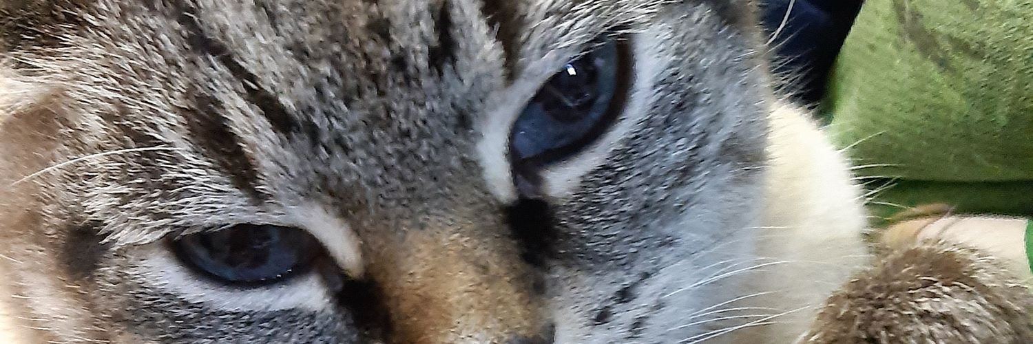 TinaBetsakos's profile banner image