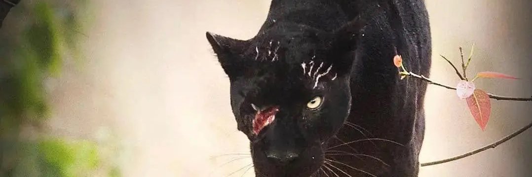 Ashtin Jackson banner