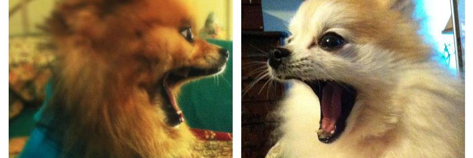 Ruth Awad 🇵🇸 banner