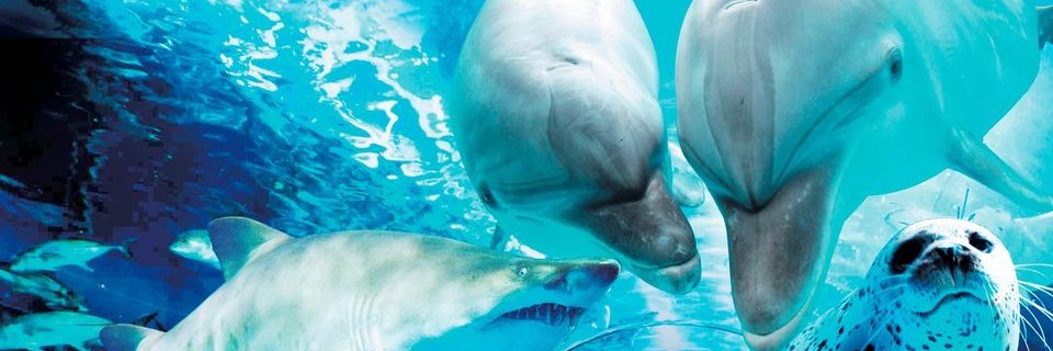 しながわ水族館's banner