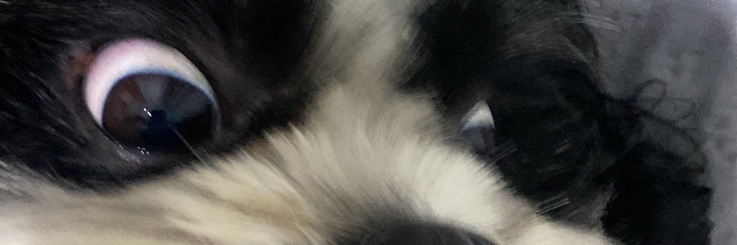 lauracecotte's profile banner image