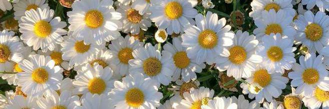 uni 🐻🌼 banner
