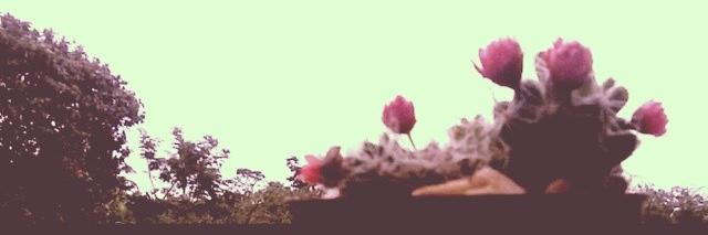 c4nd1doo's profile banner image