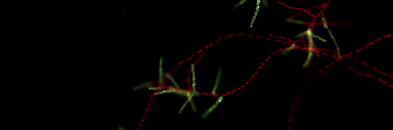 MacroalgasUACh's profile banner image