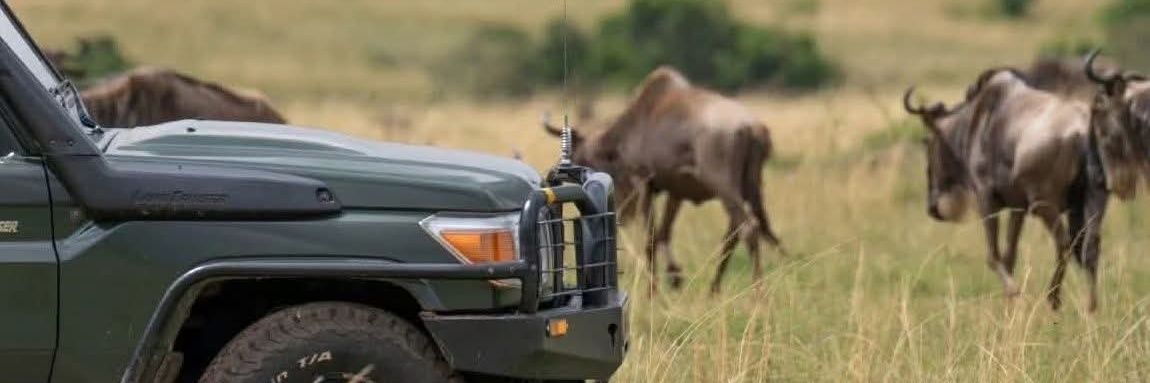 𝗣𝗘𝗔𝗥𝗟 𝗣𝗨𝗟𝗦𝗘 𝗦𝗔𝗙𝗔𝗥𝗜𝗦 banner