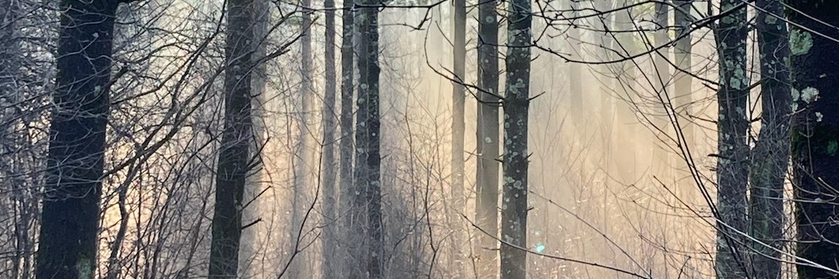 Alli Kelly banner