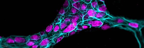 BornsteinLab Profile Banner