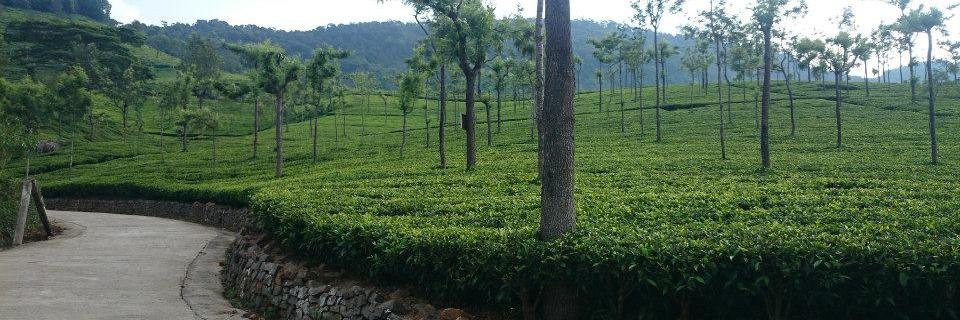 nileshmiskin's profile banner image