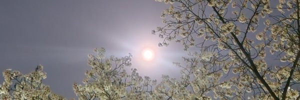 dalglimja Profile Banner