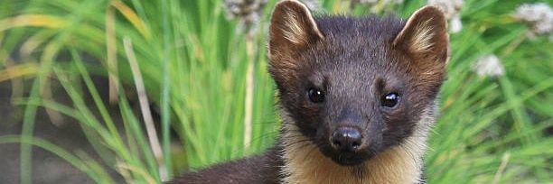 Dies stultis quoque mederi solet banner