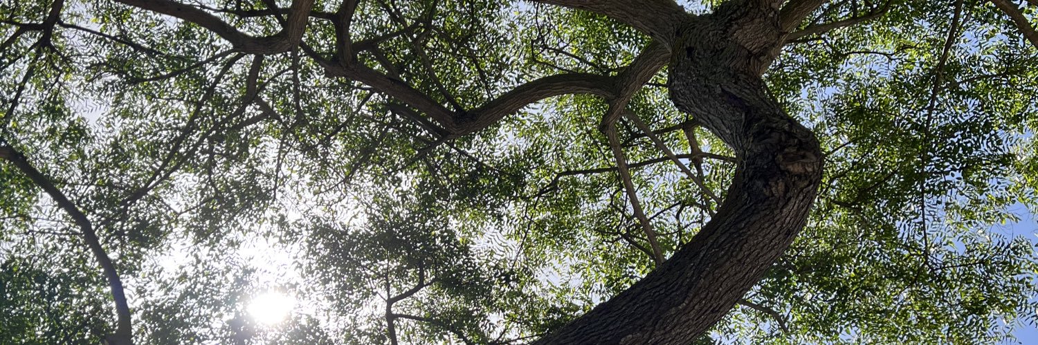 LauraCFortes's profile banner image