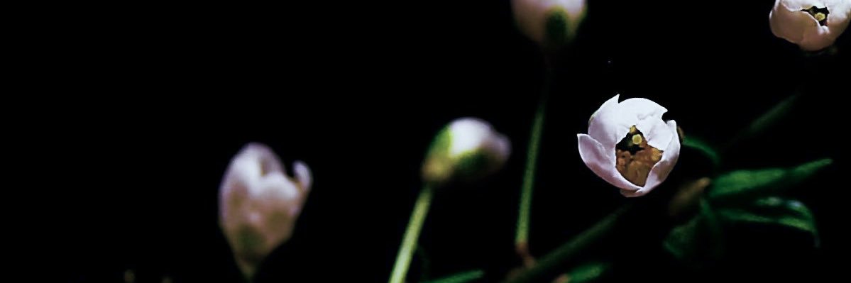 diegetics's profile banner image
