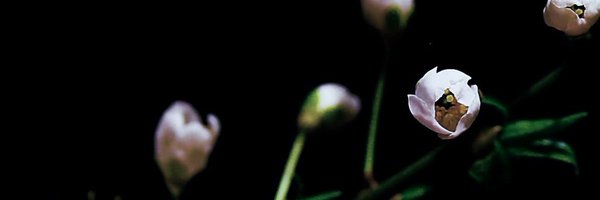 diegetics Profile Banner