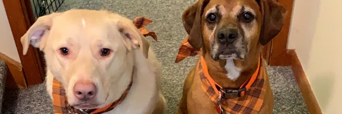 devynmarie11's profile banner image