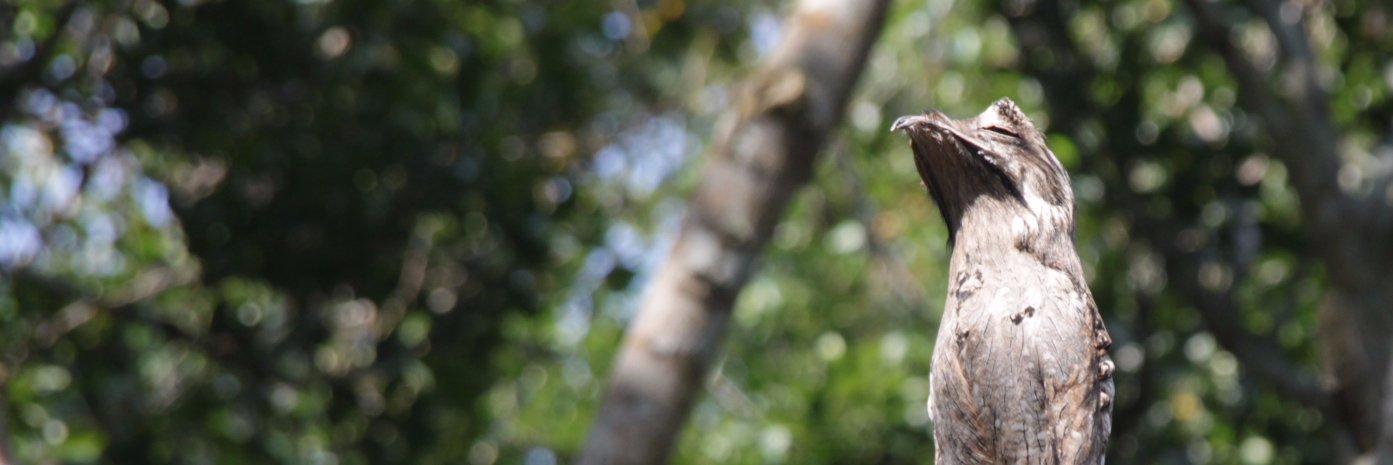 Carlos A López Morales banner