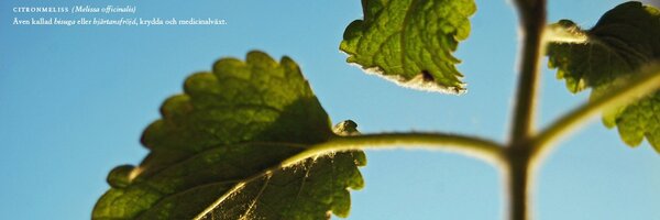 JohanWaller Profile Banner