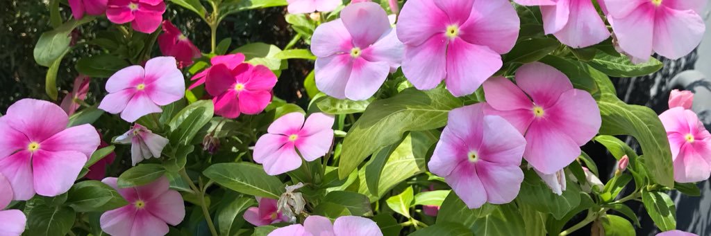 Emily Cabrera banner