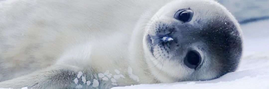 🦭 banner