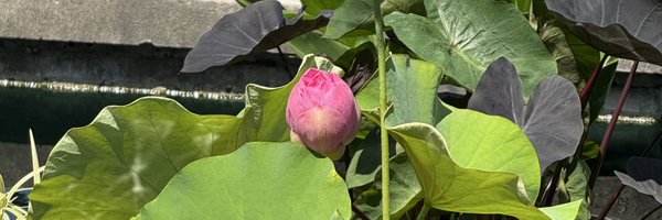 blujreviews Profile Banner