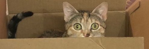 mimi_memer's profile banner image