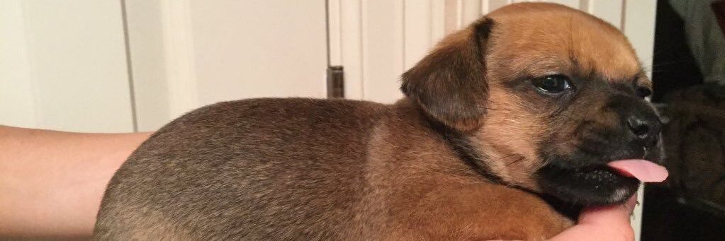 leashyloo3's profile banner image
