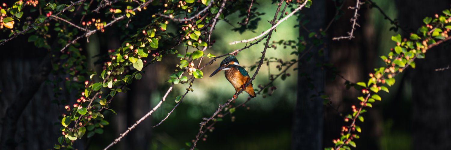 Norswing Redstart banner