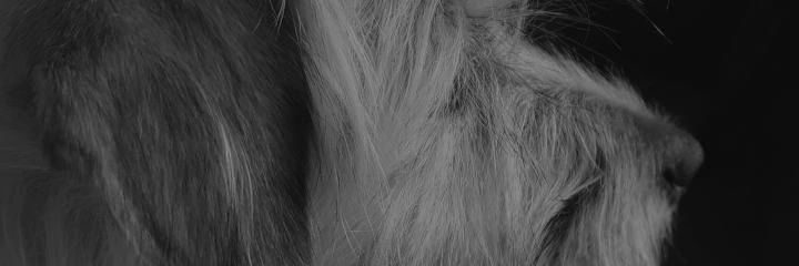 Celia🤍 banner