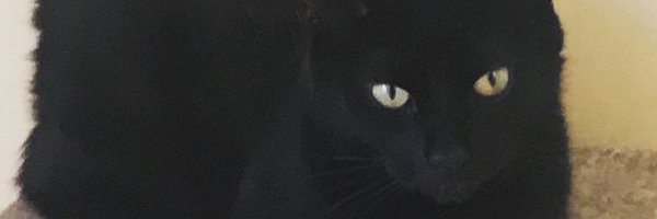 Black Cat Augury Profile Banner