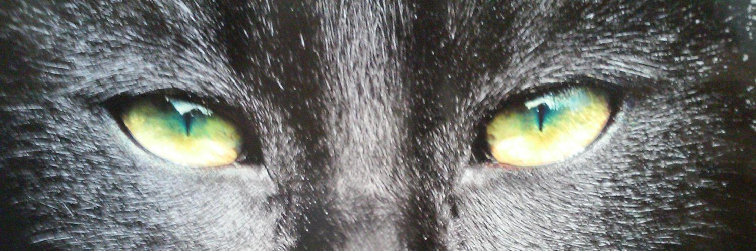 vampirewitchcat's profile banner image