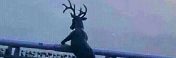 goockie Profile Banner