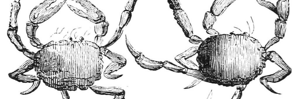 蔭沢菫🦀フリーライター banner