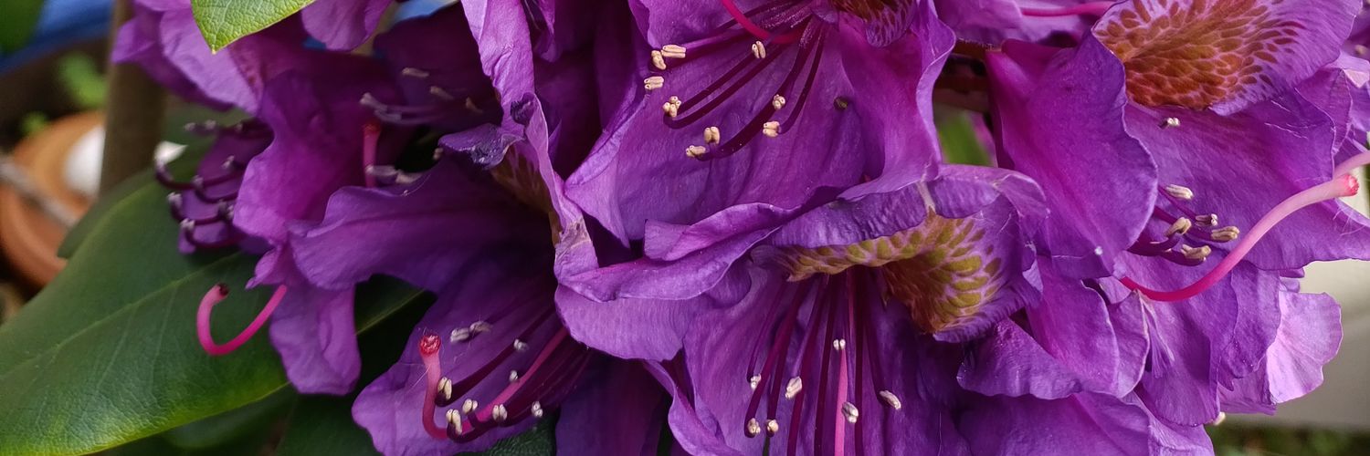 Valérie d'Ovalie 🌳🌺☀️🐾 banner