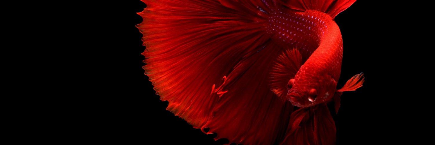 EliseMurari's profile banner image