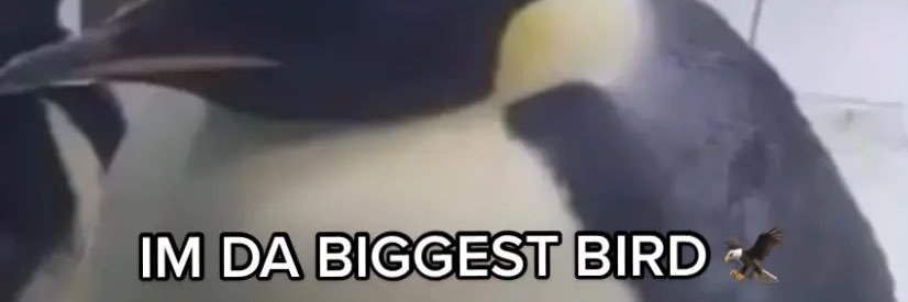 Ryan Schoettmer banner