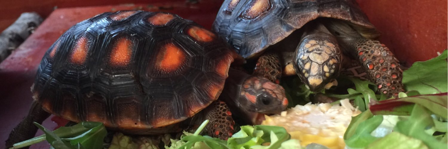mlefloch's profile banner image